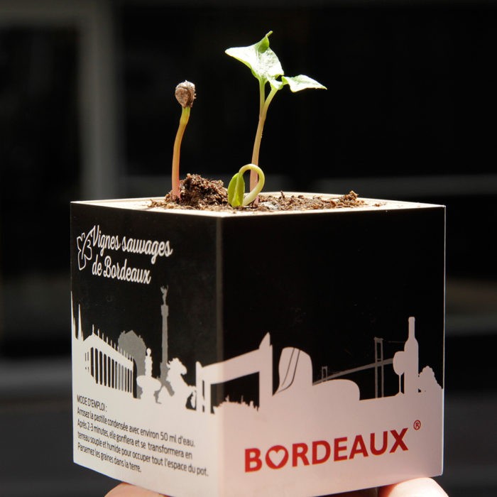 Vigne sauvage - BORDEAUX CUBE- Graines de vigne à germer – Image 2
