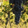 Château Canevelle - La Réserve Natura, AOC Bordeaux Supérieur 2016/2018 – Image 4